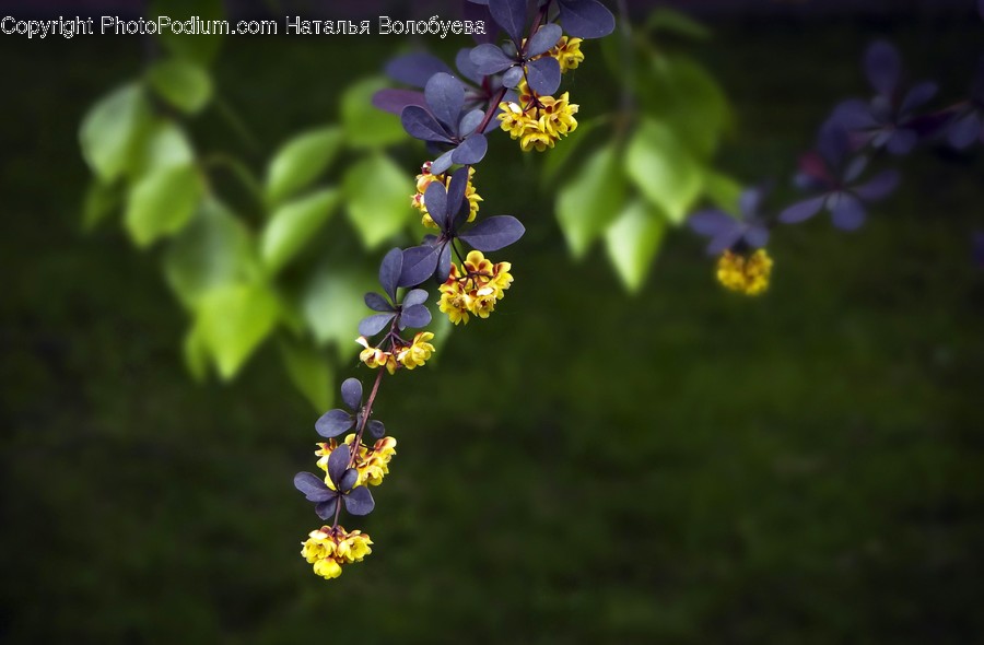 Plant, Pollen, Blossom, Flower, Leaf