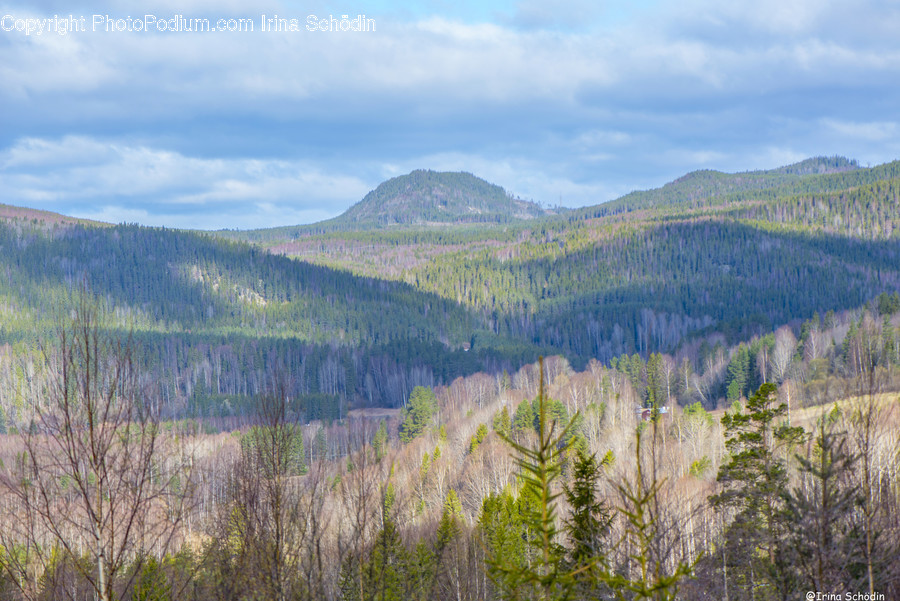 Tree, Plant, Abies, Fir, Conifer