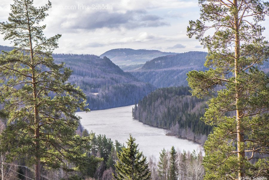 Tree, Plant, Abies, Fir, Conifer