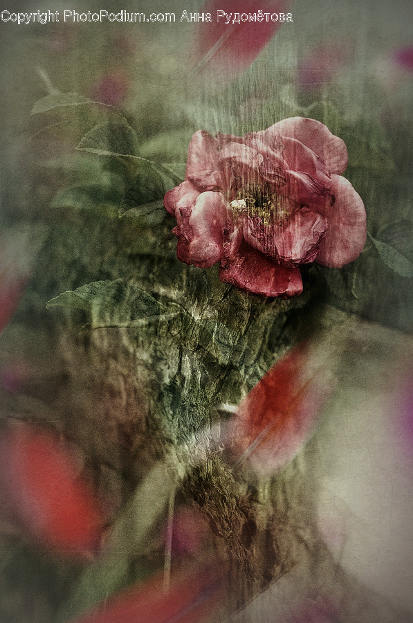 Plant, Blossom, Flower, Geranium