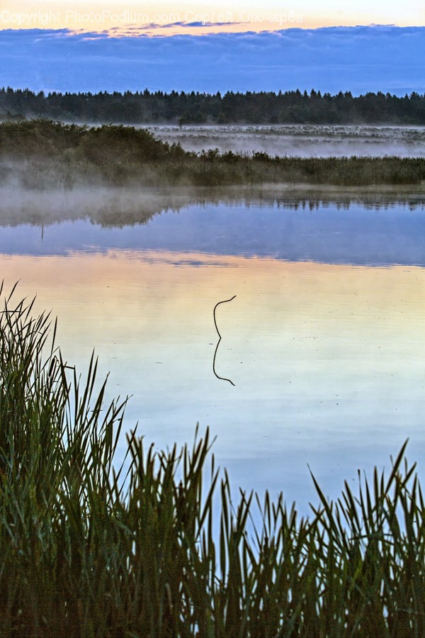 Land, Nature, Outdoors, Water, Bog