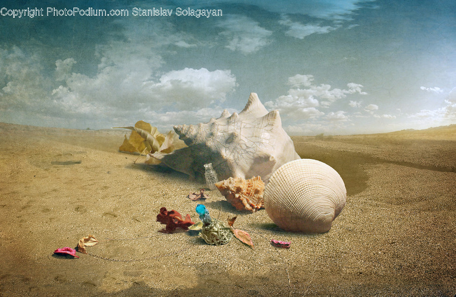 Art, Painting, Sea Life, Animal, Seashell