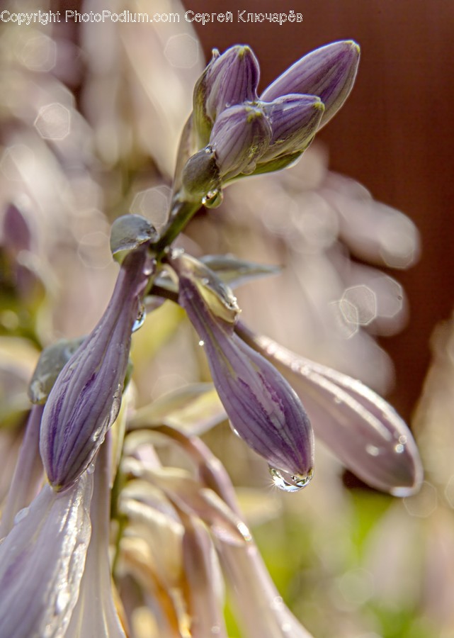 Plant, Flower, Blossom, Bud, Sprout