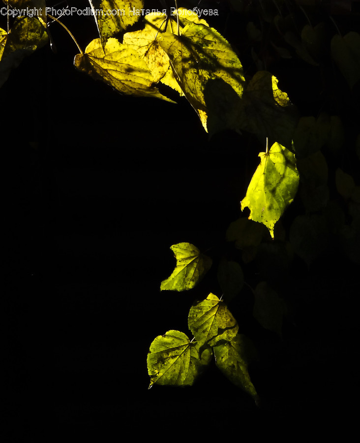 Plant, Leaf, Veins, Light, Flare