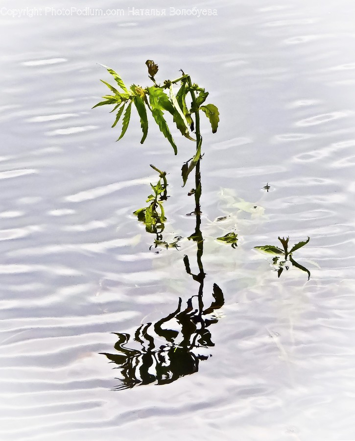 Water, Outdoors, Ripple, Nature, Plant