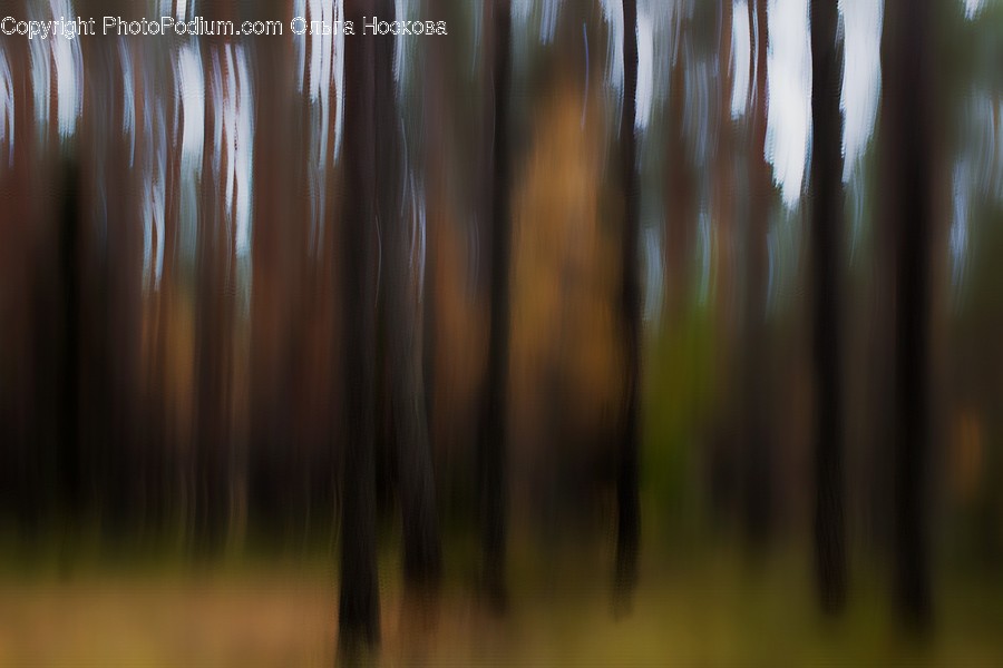 Tree, Plant, Wood, Nature, Light