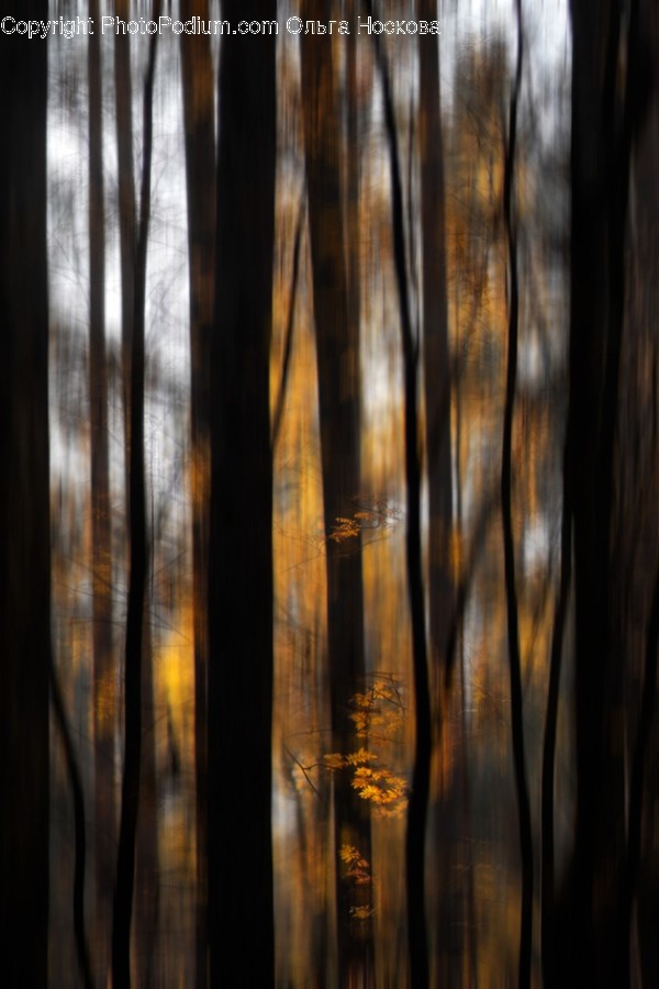 Wood, Hardwood, Plywood, Plant, Sunlight