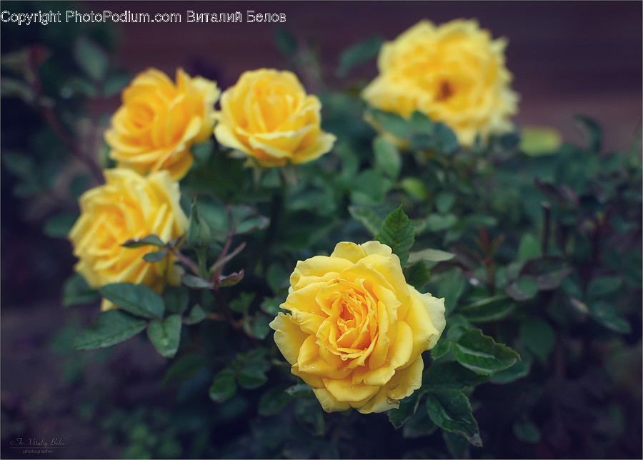Blossom, Flower, Plant, Rose, Petal