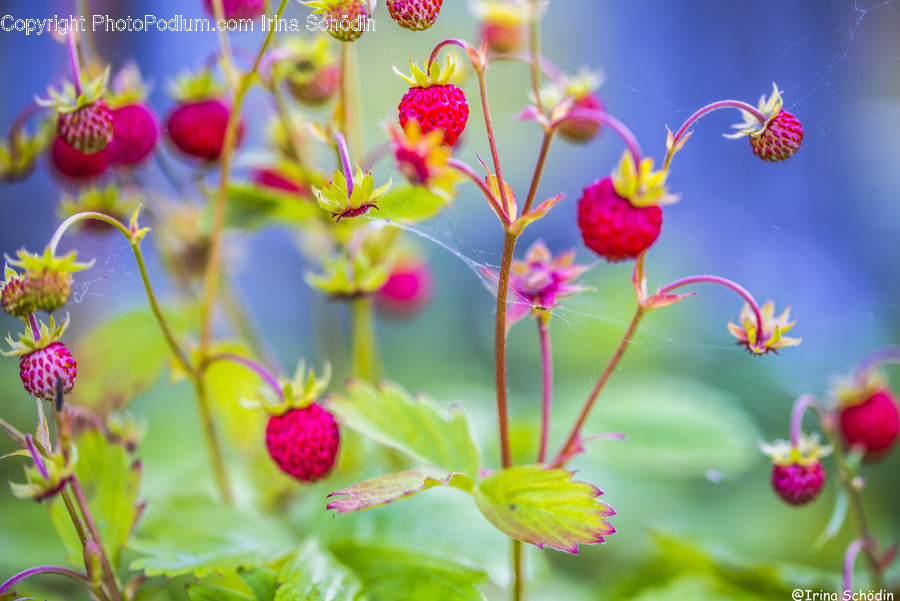 Plant, Pollen, Food, Raspberry, Fruit