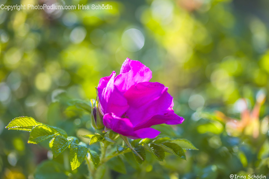Rose, Plant, Blossom, Flower, Geranium
