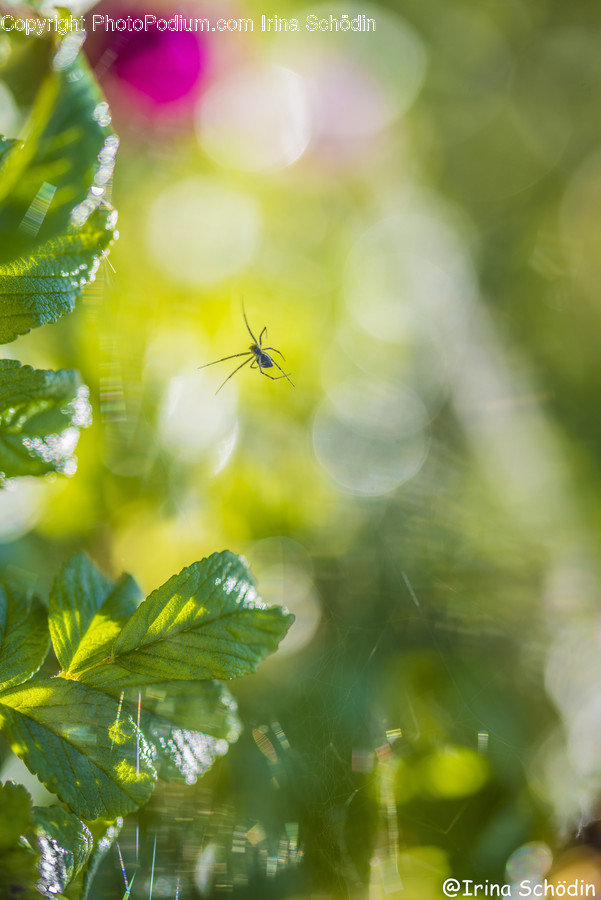 Leaf, Plant, Insect, Animal, Invertebrate
