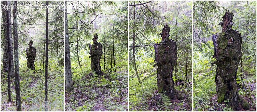 Vegetation, Plant, Tree, Outdoors, Woodland