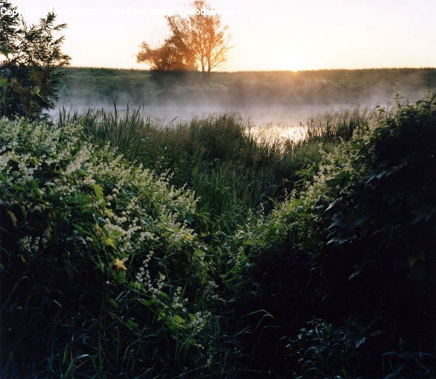 Field, Grass, Grassland, Plant, Reed, Vegetation, Conifer
