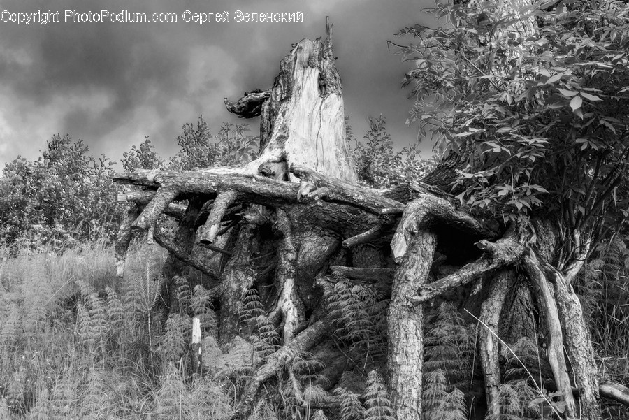 Plant, Root, Tree Stump