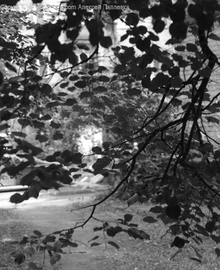 Tree, Plant, Sunlight, Leaf, Light
