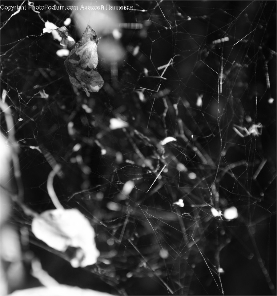 Person, Human, Spider Web, Arachnid, Animal