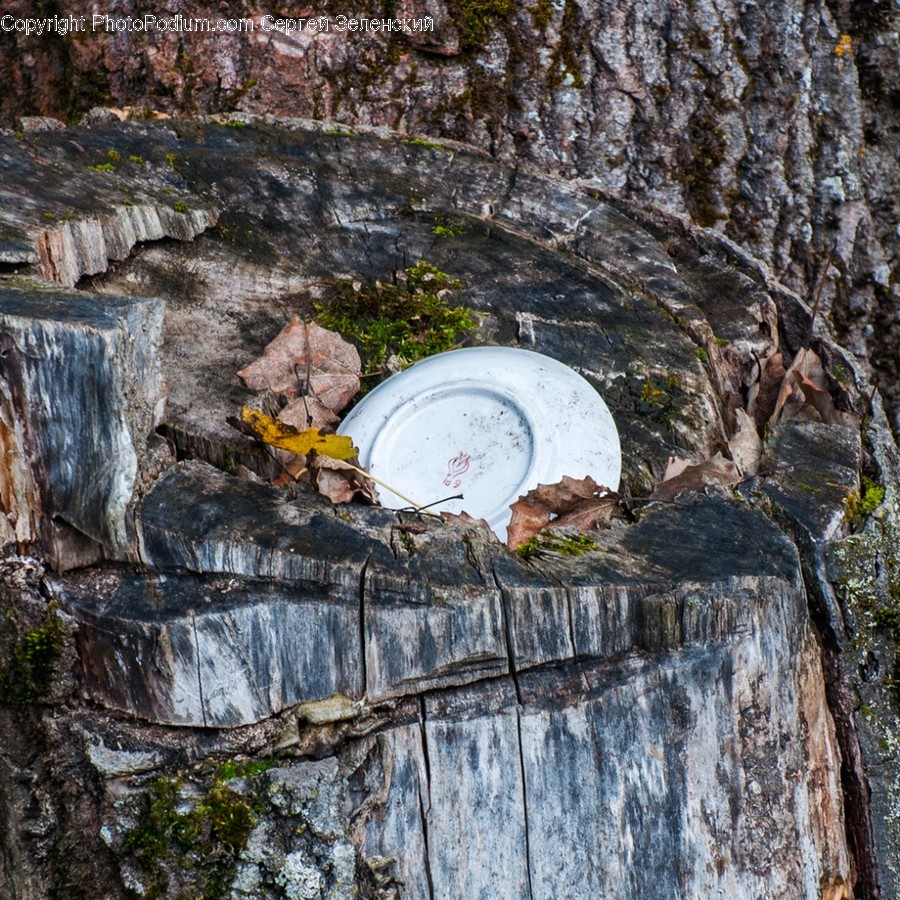 Slate, Rock, Ground, Plant, Tree Stump
