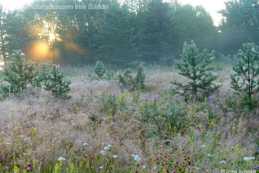 Plant, Tree, Fir, Abies, Outdoors