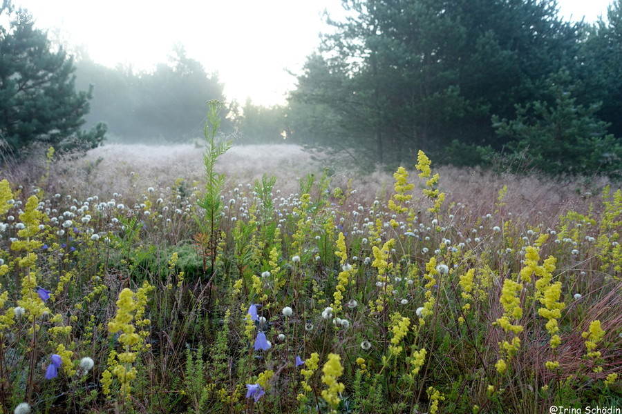 Nature, Outdoors, Field, Grassland, Countryside