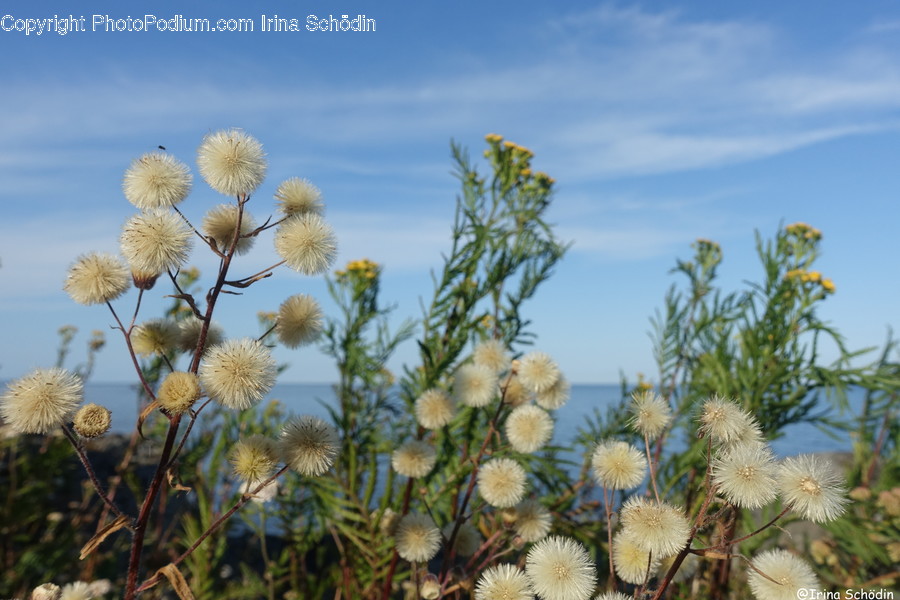 Plant, Blossom, Flower, Dandelion, Pollen