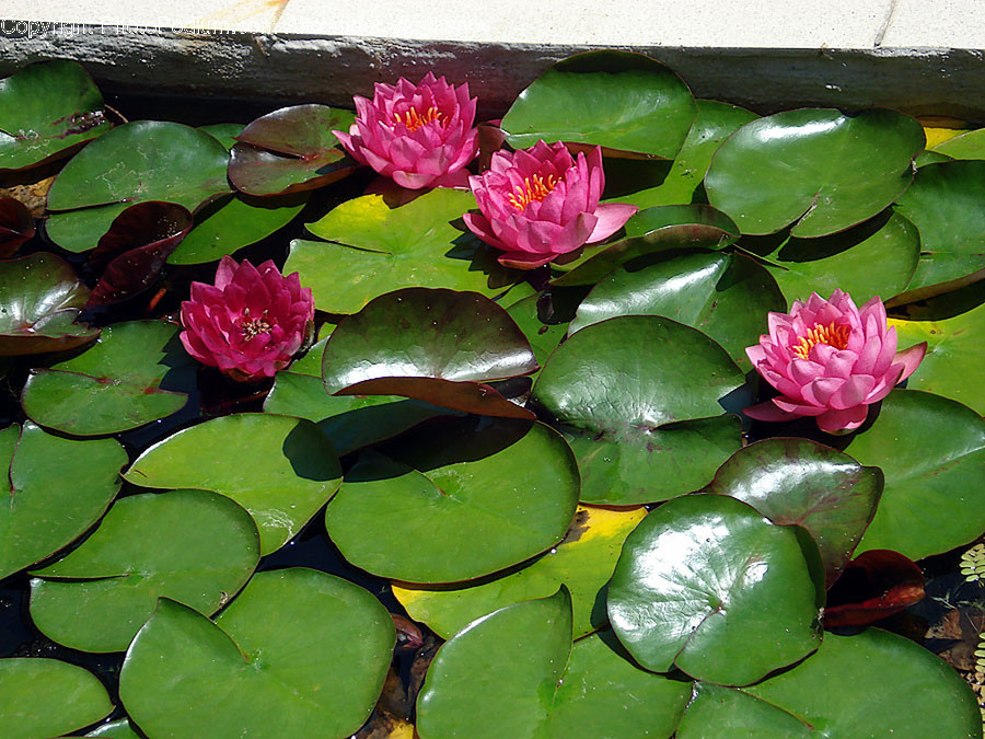 Plant, Blossom, Flower, Lily, Pond Lily