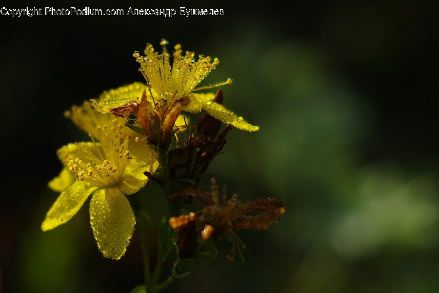 Plant, Pollen, Blossom, Flower