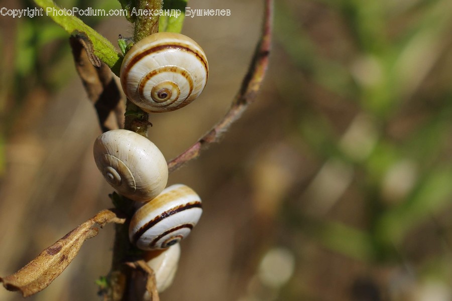 Invertebrate, Animal, Snail