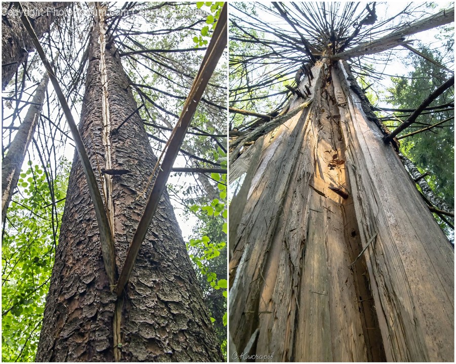 Tree, Plant, Tree Trunk, Redwood, Arecaceae