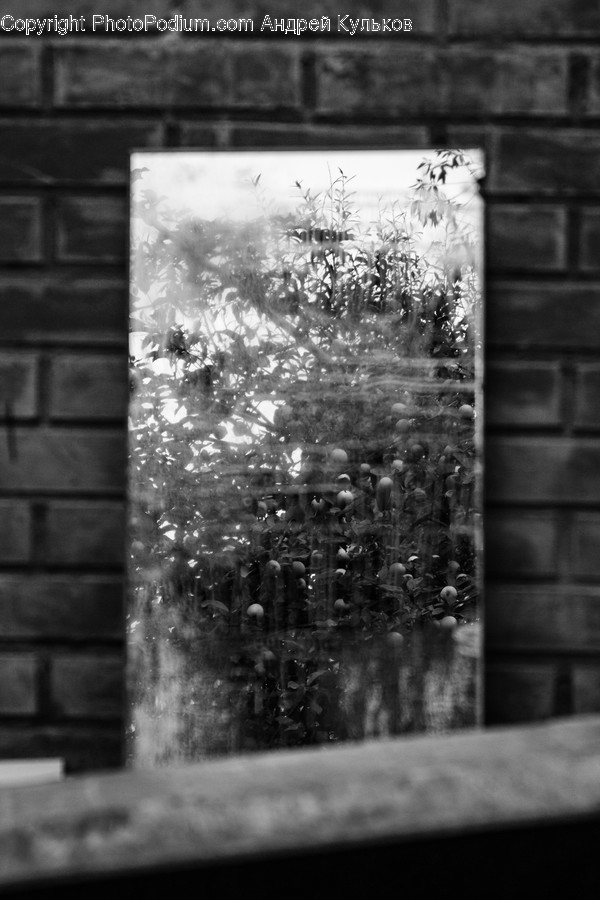 Brick, Wall, Window, Home Decor, Plant