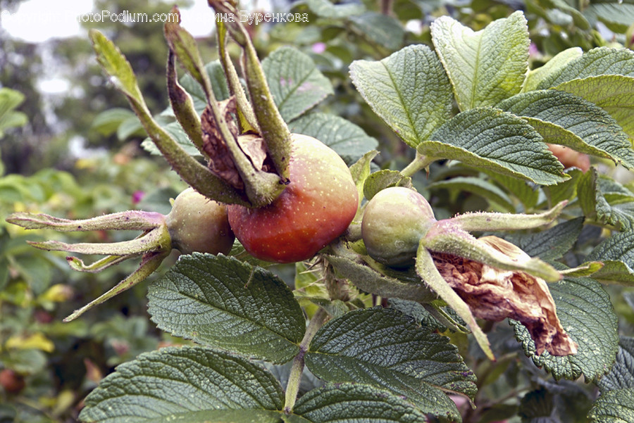 Plant, Fruit, Food, Leaf, Produce