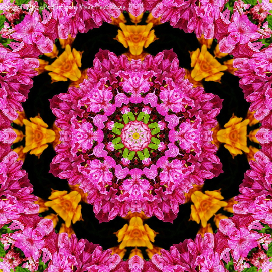 Pattern, Ornament, Floral Design, Art, Graphics