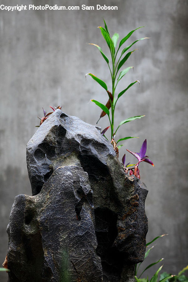 Blossom, Flora, Flower, Plant, Rock, Conifer, Fir