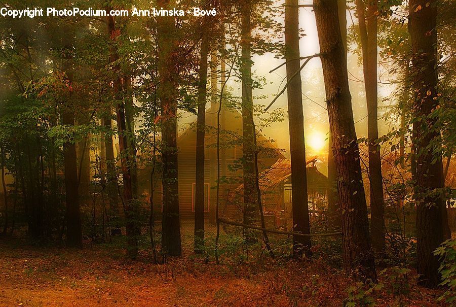 Plant, Potted Plant, Forest, Vegetation, Flare, Light, Sunlight