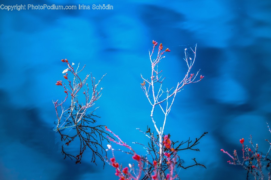 Nature, Pattern, Ornament, Outdoors, Fractal