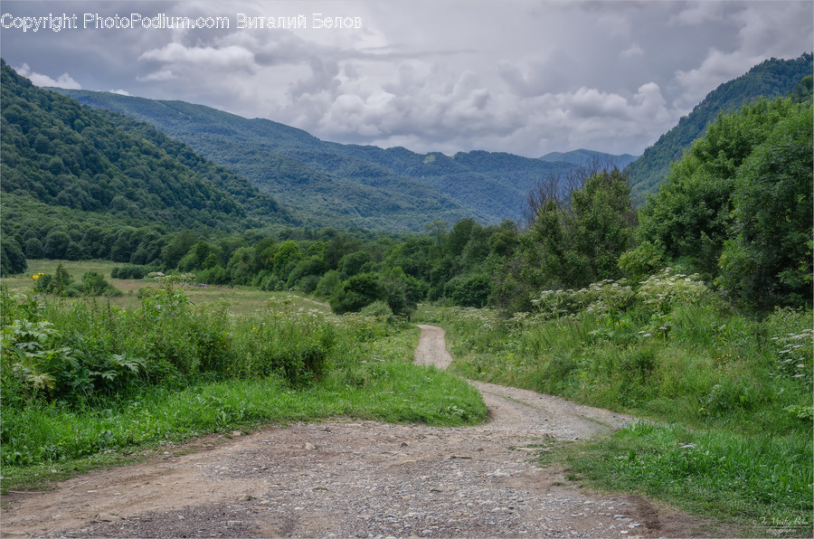 Dirt Road, Road, Gravel, Nature, Tree