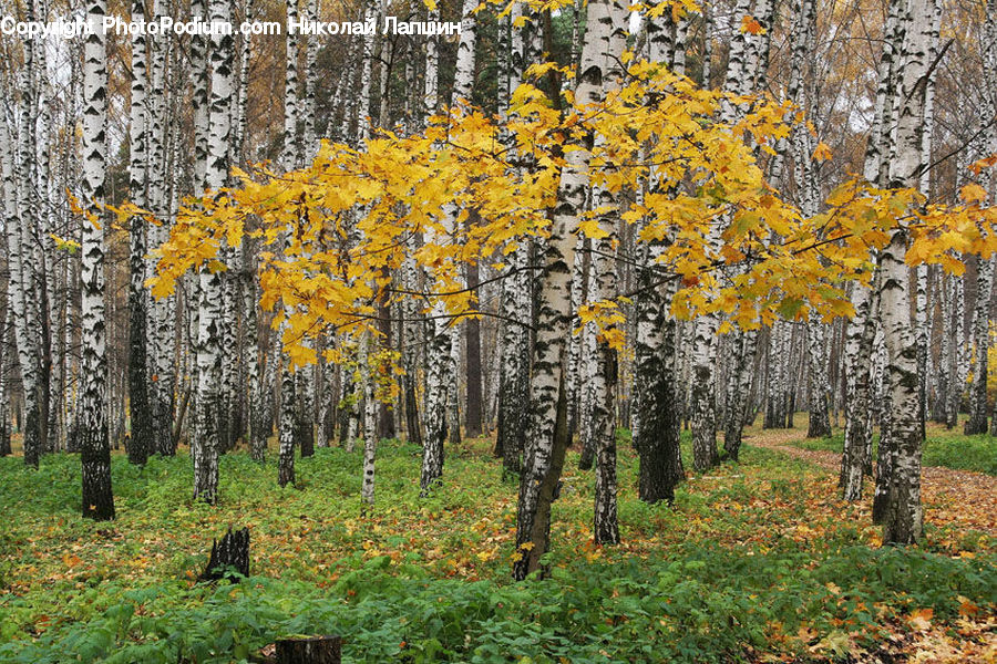 Birch, Tree, Wood, Forest, Vegetation, Plant, Fir