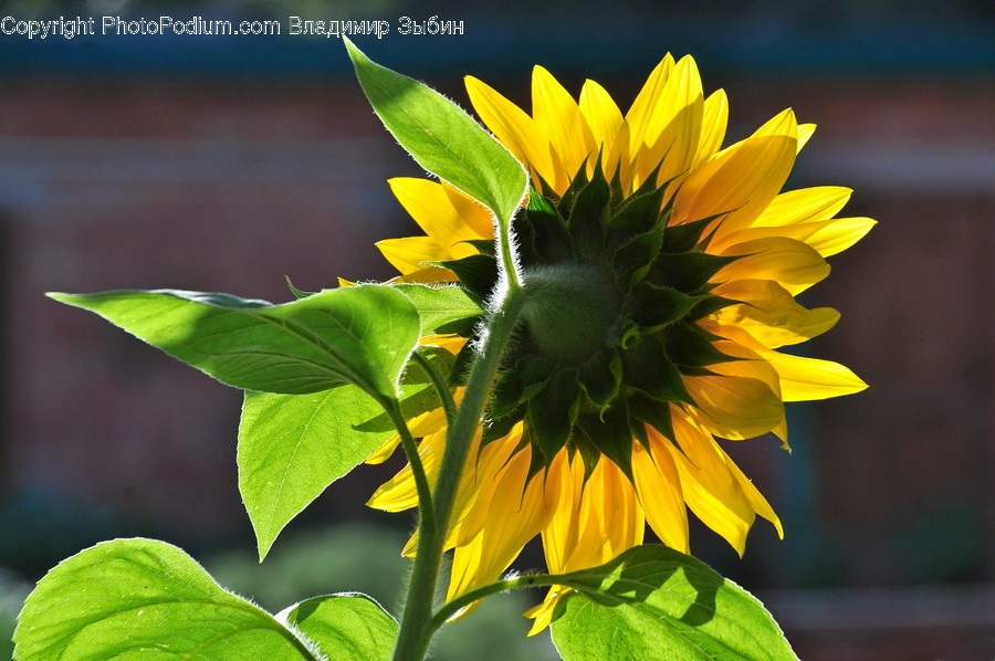 Plant, Flower, Blossom, Sunflower