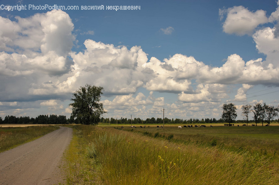 Weather, Nature, Outdoors, Cumulus, Sky