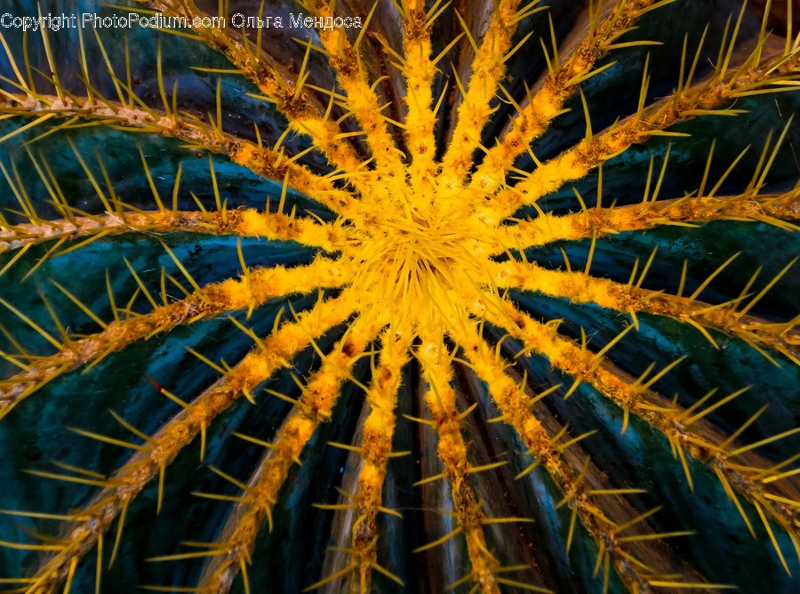 Plant, Bush, Vegetation, Cactus, Pollen