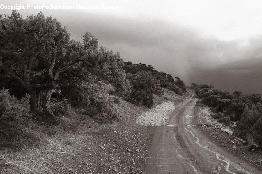 Dirt Road, Gravel, Road, Bush, Plant, Vegetation, Path