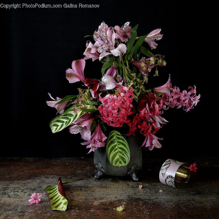 Plant, Flower, Blossom, Flower Bouquet, Flower Arrangement