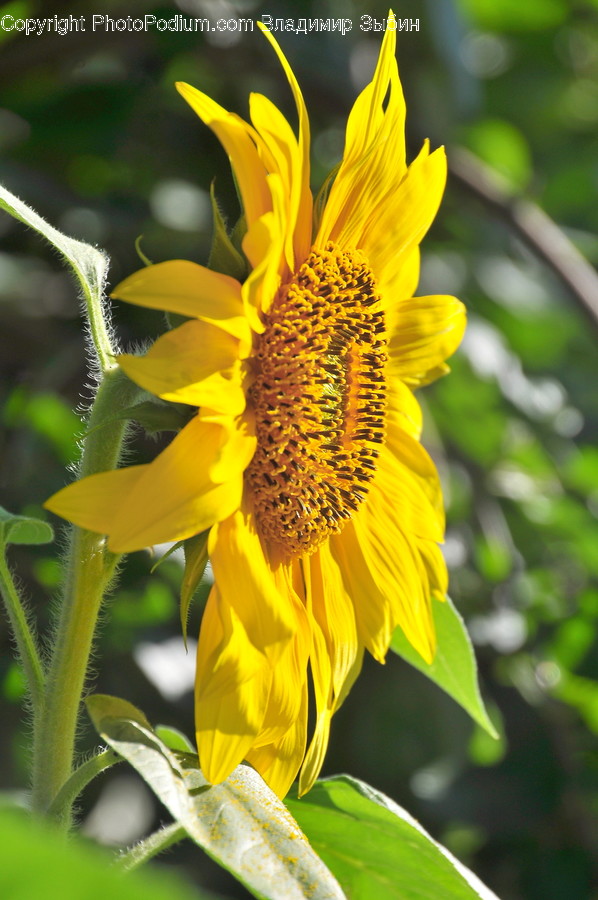 Plant, Flower, Blossom, Sunflower, Daisy