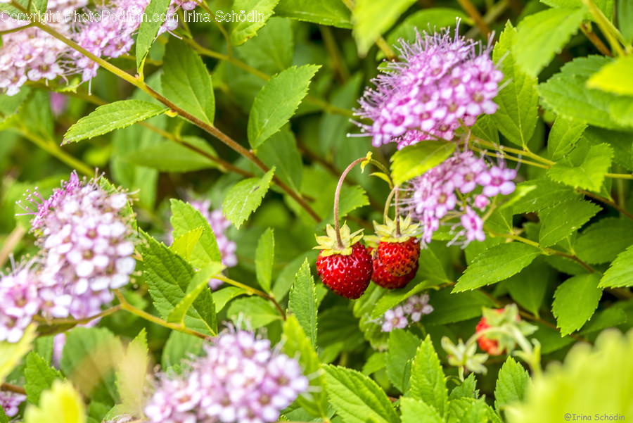 Fruit, Plant, Raspberry, Food, Strawberry