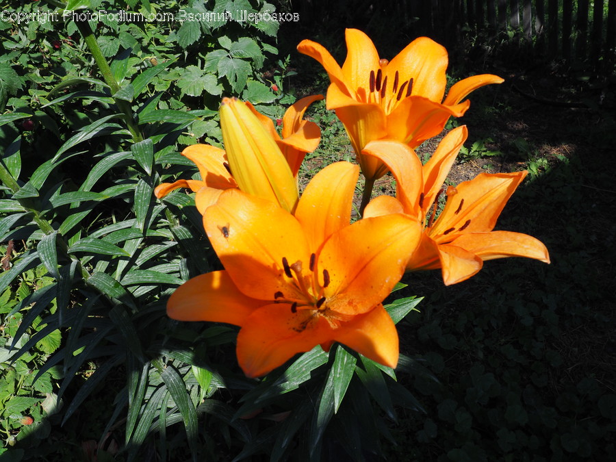 Plant, Flower, Blossom, Lily