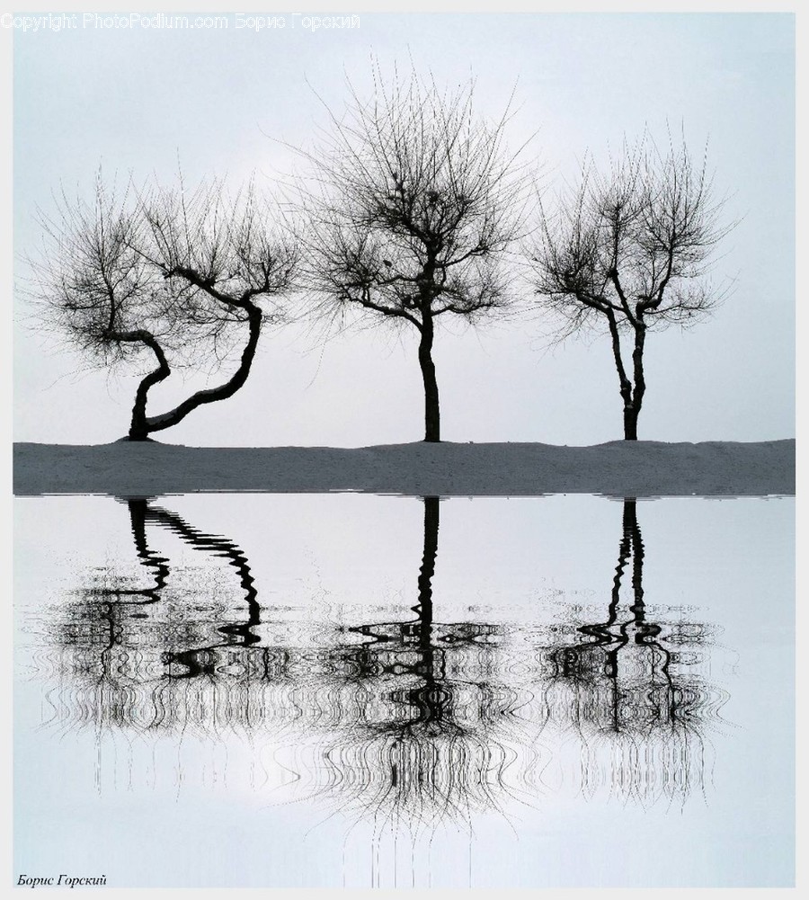 Tree, Plant, Nature, Silhouette, Tree Trunk