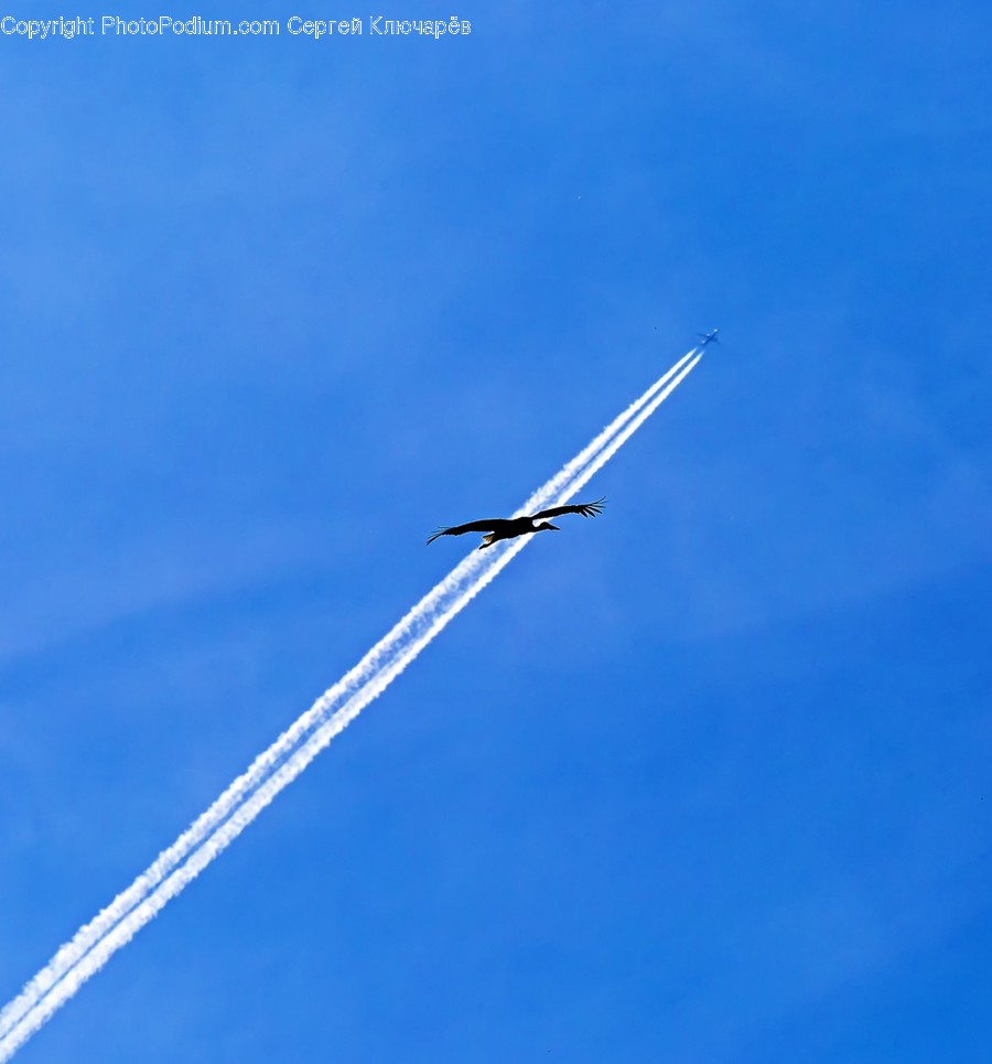 Bird, Flying, Animal, Adventure, Leisure Activities