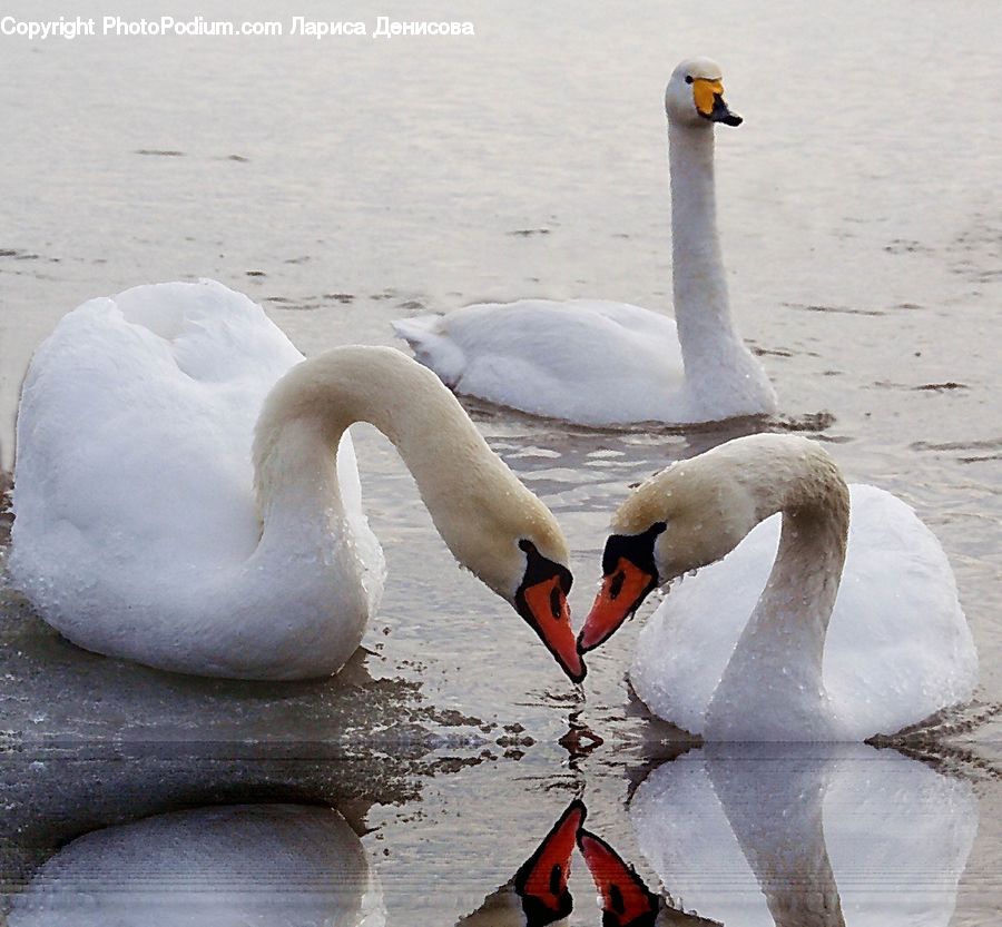 Bird, Swan, Waterfowl, Goose, Water, Rock, Dock