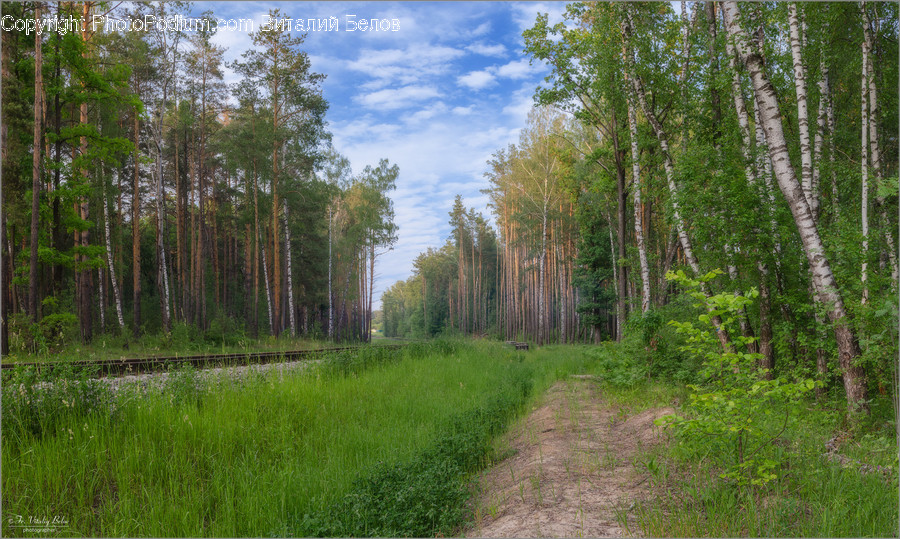 Tree, Plant, Road, Fir, Abies