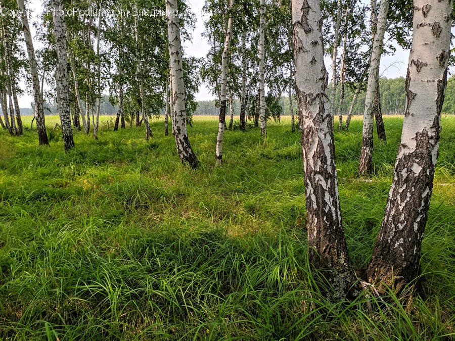 Plant, Tree, Tree Trunk, Ground, Field