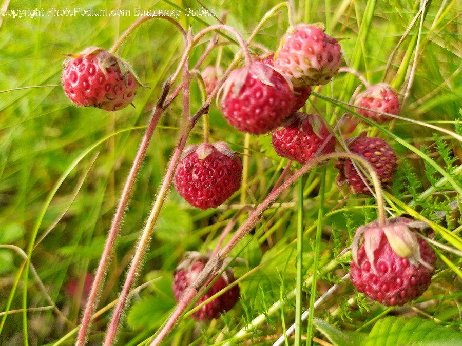 Raspberry, Fruit, Food, Plant, Strawberry